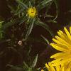 Inula ensifolia 'Compacta', flowers