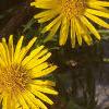 Inula ensifolia 'Compacta', flowers