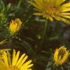 Inula ensifolia 'Compacta', flowers