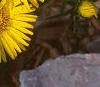 Inula ensifolia 'Compacta', flowers