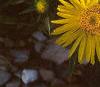 Inula ensifolia 'Compacta', flowers