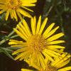 Inula ensifolia 'Compacta', flowers