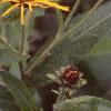 Inula magnifica, habit
