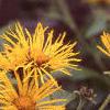 Inula magnifica, habit