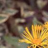 Inula magnifica, habit