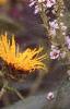 Inula magnifica, habit