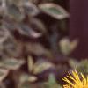 Inula magnifica, flowers