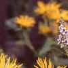 Inula magnifica, flowers