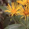 Inula magnifica, flowers