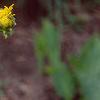 Inula royleana, flowers