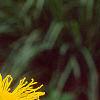 Inula royleana, flowers