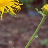 Inula royleana, flowers