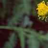 Inula royleana, flowers