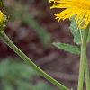 Inula royleana, flowers