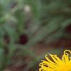 Inula royleana, flowers