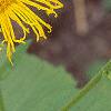 Inula royleana, flowers