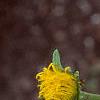 Inula royleana, flowers