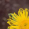 Inula royleana, flowers
