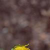 Inula royleana, flowers