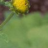 Inula royleana, flowers