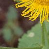 Inula royleana, flowers