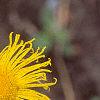 Inula royleana, flowers
