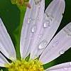 Kalimeris incisa 'Blue Star', flowers