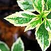 Aster yomena 'Shogun', leaves
