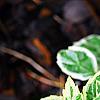 Aster yomena 'Shogun', leaves