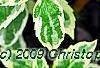 Aster yomena 'Shogun', leaves