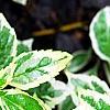 Aster yomena 'Shogun', leaves