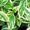 Aster yomena 'Shogun', leaves