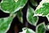Aster yomena 'Shogun', leaves