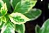 Aster yomena 'Shogun', leaves