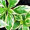 Aster yomena 'Shogun', leaves