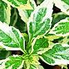 Aster yomena 'Shogun', leaves