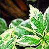 Aster yomena 'Shogun', leaves