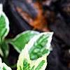 Aster yomena 'Shogun', leaves