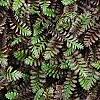 Leptinella squalida 'Platt's Black', leaves