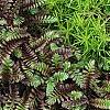 Leptinella squalida 'Platt's Black', leaves