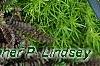 Leptinella squalida 'Platt's Black', leaves