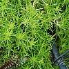 Leptinella squalida 'Platt's Black', leaves