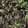 Leptinella squalida 'Platt's Black', leaves