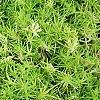 Leptinella squalida 'Platt's Black', leaves