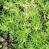 Leptinella squalida 'Platt's Black', leaves