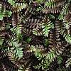 Leptinella squalida 'Platt's Black', leaves