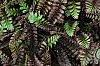 Leptinella squalida 'Platt's Black', leaves