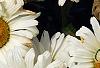 Leucanthemum x superbum 'Daisy May', flowers