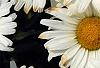 Leucanthemum x superbum 'Daisy May', flowers