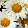 Leucanthemum x superbum 'Daisy May', flowers